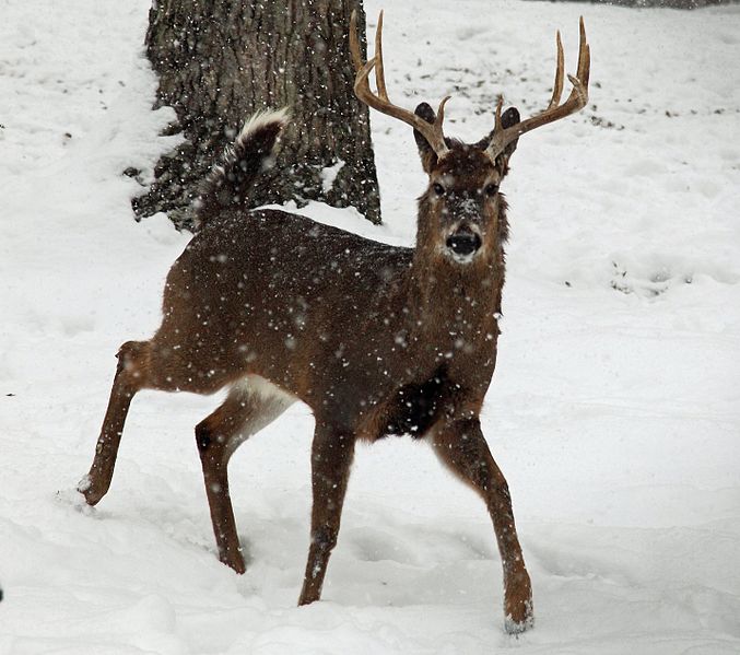 Hunting Shooting for a Successful Season