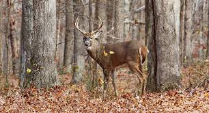 Deer Hunting Season
